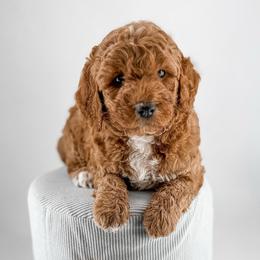 Stitch - Apricot male Goldendoodle puppy in Jamestown, Kentucky from Milk & Honey Doodles