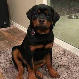 Australian Shepherds and Rottweilers from Haus Oblisk