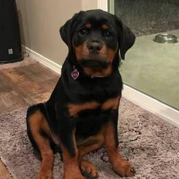 Australian Shepherds and Rottweilers from Haus Oblisk