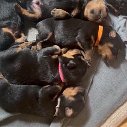 Rottweiler and Toy Shetland Sheepdog Puppies from Mountain High Kennels
