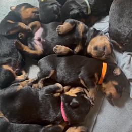 Rottweiler and Toy Shetland Sheepdog Puppies from Mountain High Kennels