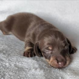 Tim - Chocolate and cream male Dachshund puppy in Anaconda, Montana from Williams Family Dachshunds