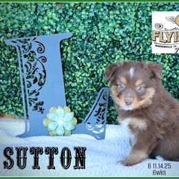 Sutton - Red tri male Miniature Australian Shepherd puppy in Madisonville, Texas from Flying LL Aussies