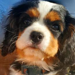 Soleil - Tri-color Cavalier King Charles Spaniel puppy in Rifle, Colorado from RoanCliff Cavaliers