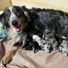 Australian Shepherd Puppies from Kamm's Aussies