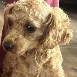 Red - Poodle