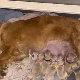 Blue Collar - Golden male Golden Retriever puppy in Peoria, Arizona from Westwing Retrievers