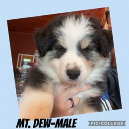 Mt.Dew - Black tri male Miniature Australian Shepherd puppy in Quincy, Illinois from SK Aussie’s
