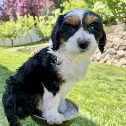 Opal (WHITE collar) - female Australian Mountain Doodle puppy in Highland, Utah from Angel Pups Deluxe