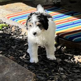 Bernedoodle Puppies from Dilly Dally Doodles