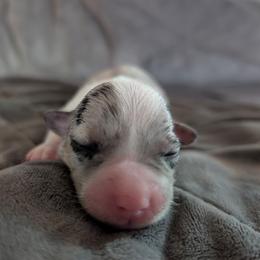 AKC Cardigan Boy 'Bandit - Blue merle and white male Cardigan Welsh Corgi puppy in Tombstone, Arizona from WeVolution Off-Grid