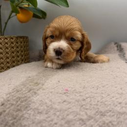 Yoda red male - Red male Cocker Spaniel puppy in Howe, Indiana from A&J Kennel