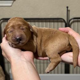 Snoopy (Green Collar) - Red  male Goldendoodle puppy in Bay City, Texas from Charming Doods
