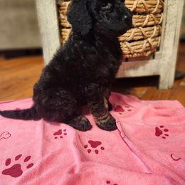 Magnolia - Phantom female Poodle puppy in Troy, New Hampshire from SP Standard Poodles