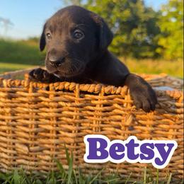 Betsy - Black female Labrador Retriever puppy in Lucasville, Ohio from Backwoods Labradors