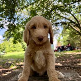 Jimi - Cream male Goldendoodle puppy in Heath, Texas from Doodles Divine