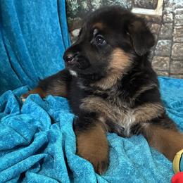 Betty - Black and red female German Shepherd puppy in Rancho Cucamonga, California from Abbeys Golden Retriever  and German Shepherd Puppies