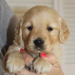 Pink - Golden female Golden Retriever puppy in Verona, Wisconsin from Sugar River Goldens