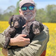 Boykin Spaniel Puppies from Drakes Creek Boykins LLC