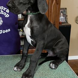 Great Dane Puppies from Hladik Great Danes