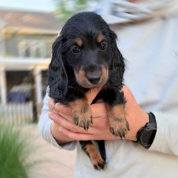 Blake READY TODAY - Black and tan male Dachshund puppy in Richmond, Virginia from Irresistible Dachshunds & Cavaliers