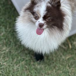Harvey Dent - Pomeranian