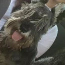 Miniature Schnauzers from REGAL SCHNAUZERS