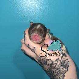 Cinderella- 4000.00 dollars - Chocolate parti female Pomeranian puppy in Perry County, Ohio from Speechless Pom’s