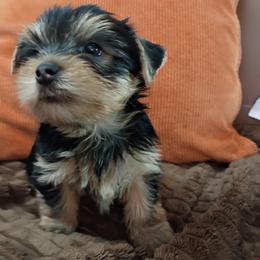 Golden boy - Blue and gold male Yorkshire Terrier puppy in Potomac, Maryland from Fabiana's Yorkshire Terriers