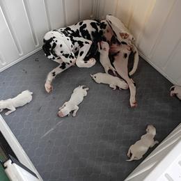 Black Boy - White and black male Dalmatian puppy in Spring Branch, Texas from D'vine Dalmatians