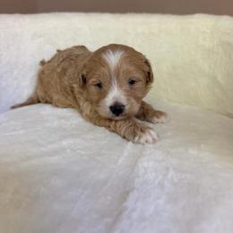 George - Parti male Maltipoo puppy in Charles City, Virginia from Historic triangle doodles Charles City, Virginia