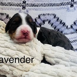 Prancer - Blue merle female Bernedoodle puppy in San Juan Capistrano, California from Country Hills Doodles