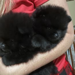 Pomeranian Puppies from Silver’s Reigning Heir Poms