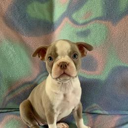 Boston Terrier Puppies from Heather's Boston Babies