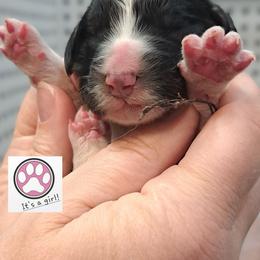 Tiffany - Tri-color female Bernedoodle puppy in Lafayette, Alabama from Williams Lake Doodles