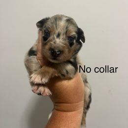 No collar - Blue merle female Australian Shepherd puppy in Jesup, Georgia from Painted Platinum Kennel Golden Retrievers & Australian Shepherds