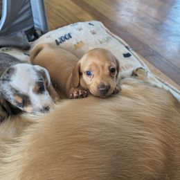 Riley - Cream female Dachshund puppy in Tustin, California from Costal Cream Doxies