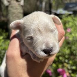 Yellow - Wheaten male Miniature Schnauzer puppy in Summerfield, Florida from M & M Schnauzers
