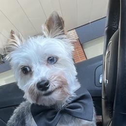 Prance - Yorkshire Terrier
