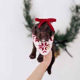 Piper - 12 Days of Christmas - Chocolate female Goldendoodle puppy in Syracuse, Indiana from The Doodle Cove