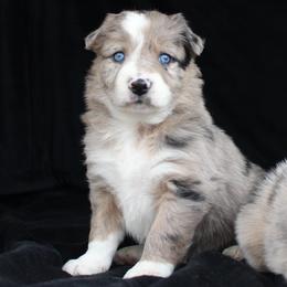 Border Collie Puppies from C Bar C Ranch Border Collies