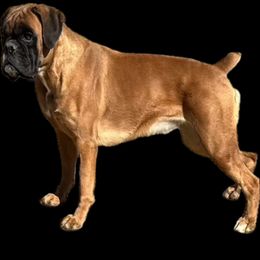 Freya - Boxer
