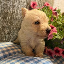 Wheaten boy 1 - Wheaten male Scottish Terrier puppy in Nickelsville, Virginia from Pecan Creek