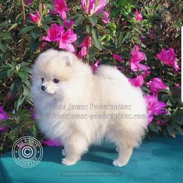 CHANTILLY - Pomeranian
