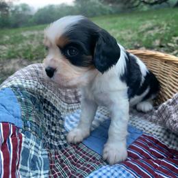 Rico - Tri-color male Cavalier King Charles Spaniel puppy in Stockdale, Texas from Great Oaks Farm Cavaliers