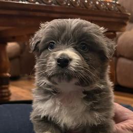 Shepherd - Dilute blue male Australian Shepherd puppy in Canton, Mississippi from Haven Farms Australian Shepherds