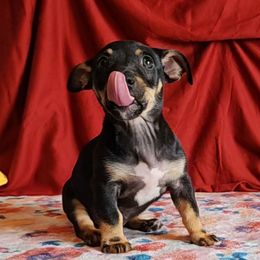 Onyx - Black and white male Teddy Roosevelt Terrier puppy in Claremore, Oklahoma from Travelin' Man Terriers