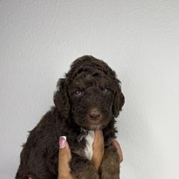 Poodle Puppies from Empire Poodles