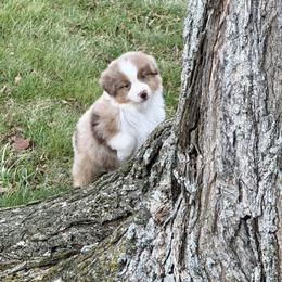 Andy - Red merle male Miniature American Shepherd puppy in Kentucky from Kidd’s Miniature American Shepherds
