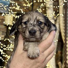 Tilly - Dapple female Dachshund puppy in Johnstown, Pennsylvania from Boyer’s Dachshunds